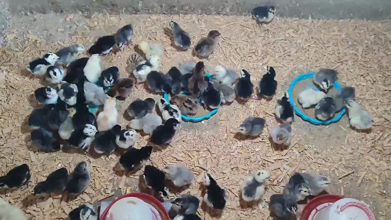 جوجه و تخم نطفه دار گلین لری اصل|حیوانات مزرعه|تهران, ایران|دیوار