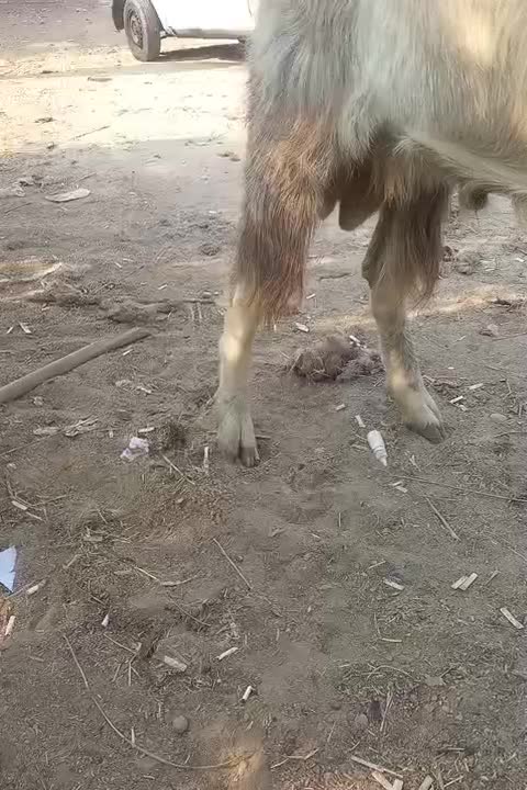 بز نر برای قصابی و برای داشتن|حیوانات مزرعه|شادگان, |دیوار