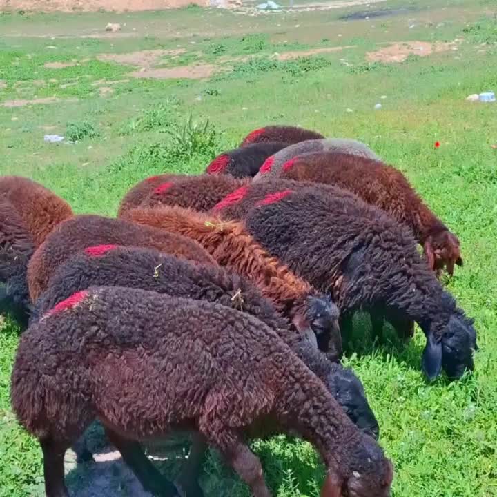 14 راس|حیوانات مزرعه|زنجان, |دیوار