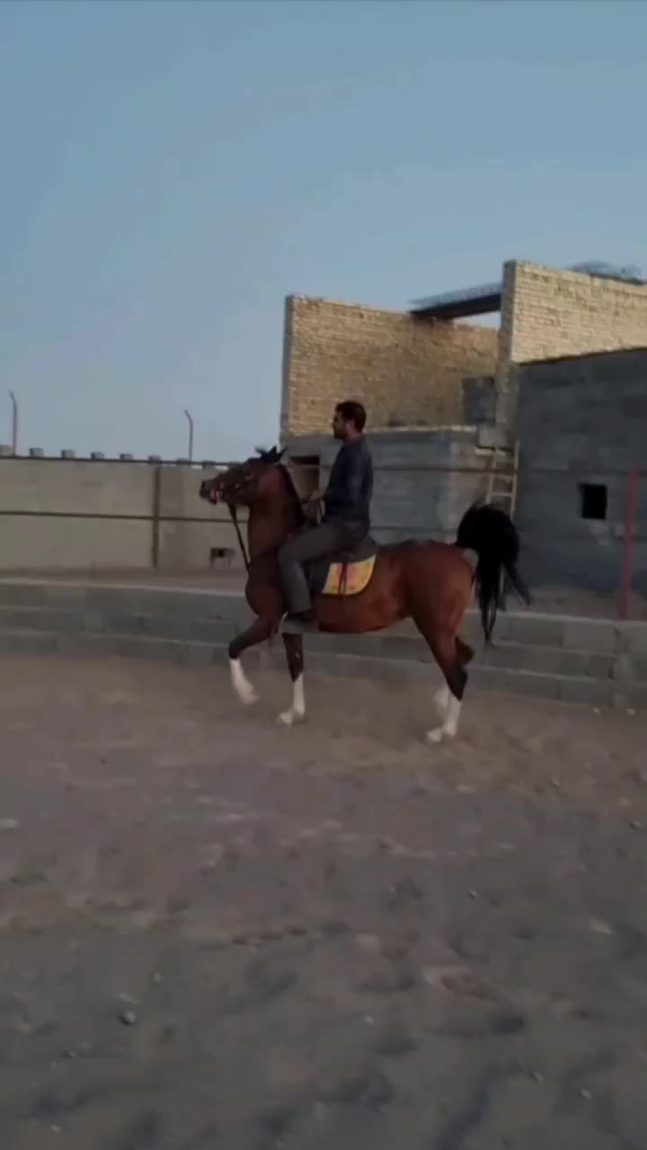 اسب|اسب و تجهیزات اسب‌سواری|هرند, |دیوار