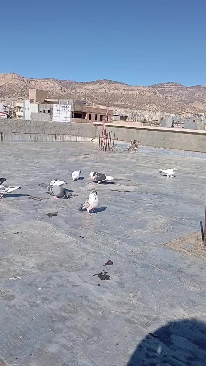 فروش کبوتر تهرانی|پرنده|ایلام, |دیوار