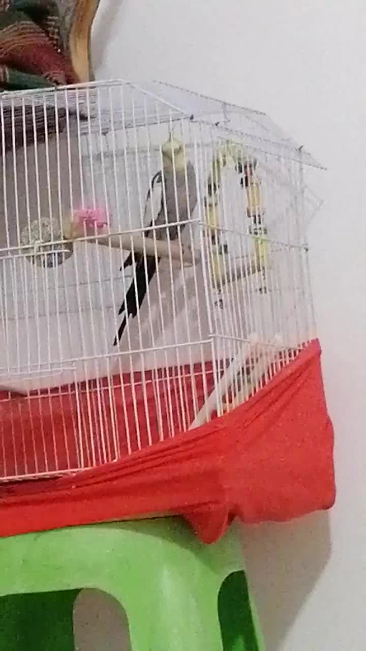 عروس هلندی سخنگو|پرنده|سمنان, |دیوار