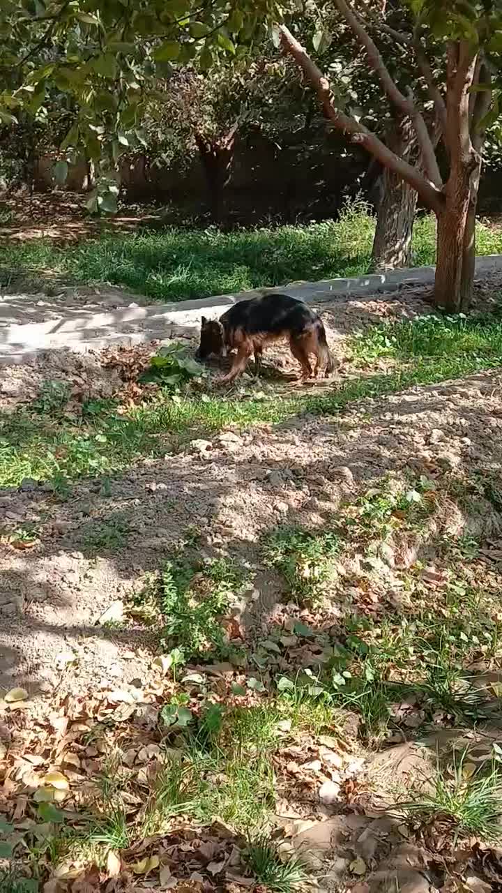 ماده ژرمن معاوضه با قناری|سگ|شهریار, کردزار|دیوار