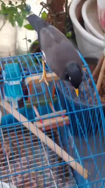 مرغ مینا4تومن وازبچگی والن توله جم،تو خ روسرمیشینه|پرنده|بندر ماهشهر, |دیوار