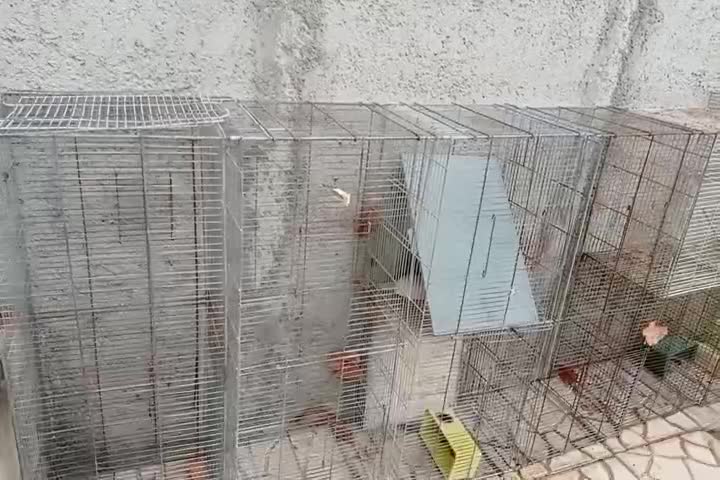 قفس|لوازم جانبی حیوانات|کرج, کلاک پایین|دیوار