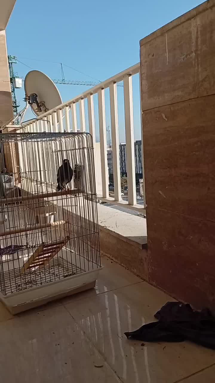 مرغ مینا نر 7 ماهه پستی|پرنده|کرج, باغستان|دیوار