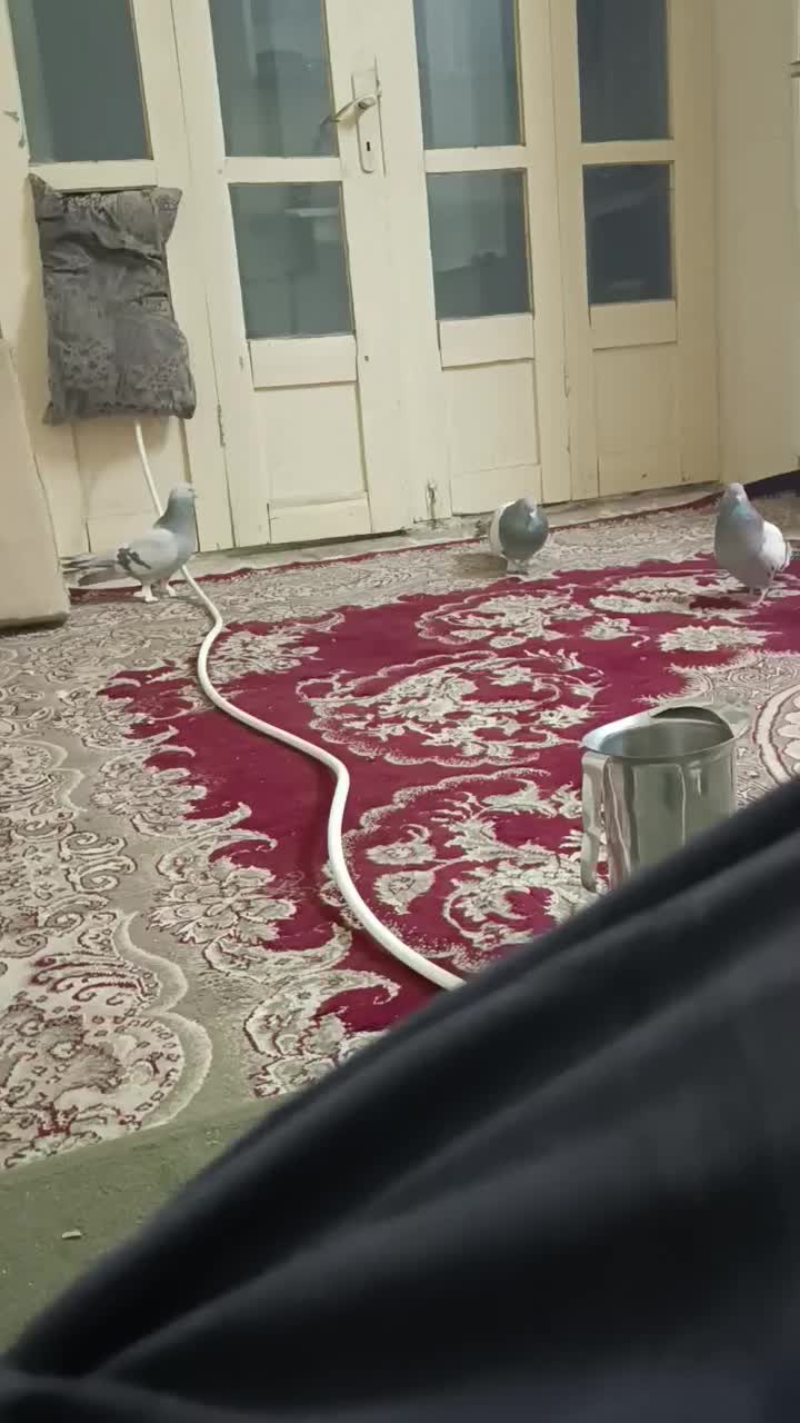 کبوتر نقره ای|پرنده|شهرکرد, |دیوار