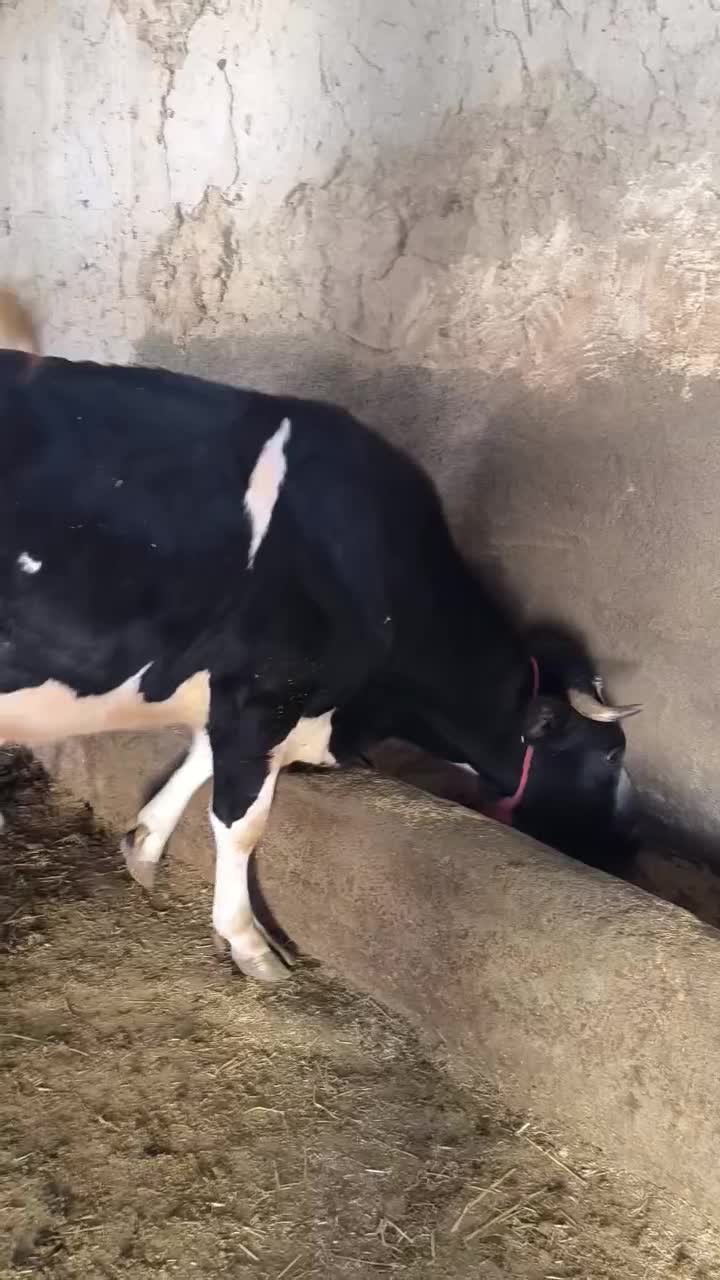 گاو ماده|حیوانات مزرعه|میانه, |دیوار