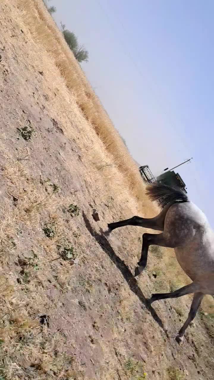 مادیان فروشی قیمت 40ملیون|اسب و تجهیزات اسب‌سواری|اسدآباد, |دیوار