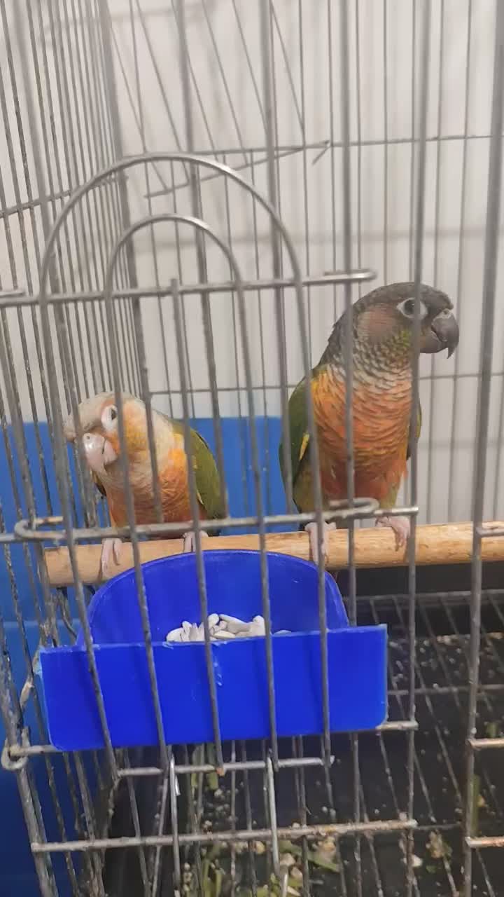 گرینچیک مولد|پرنده|شیراز, کوشک میدان|دیوار