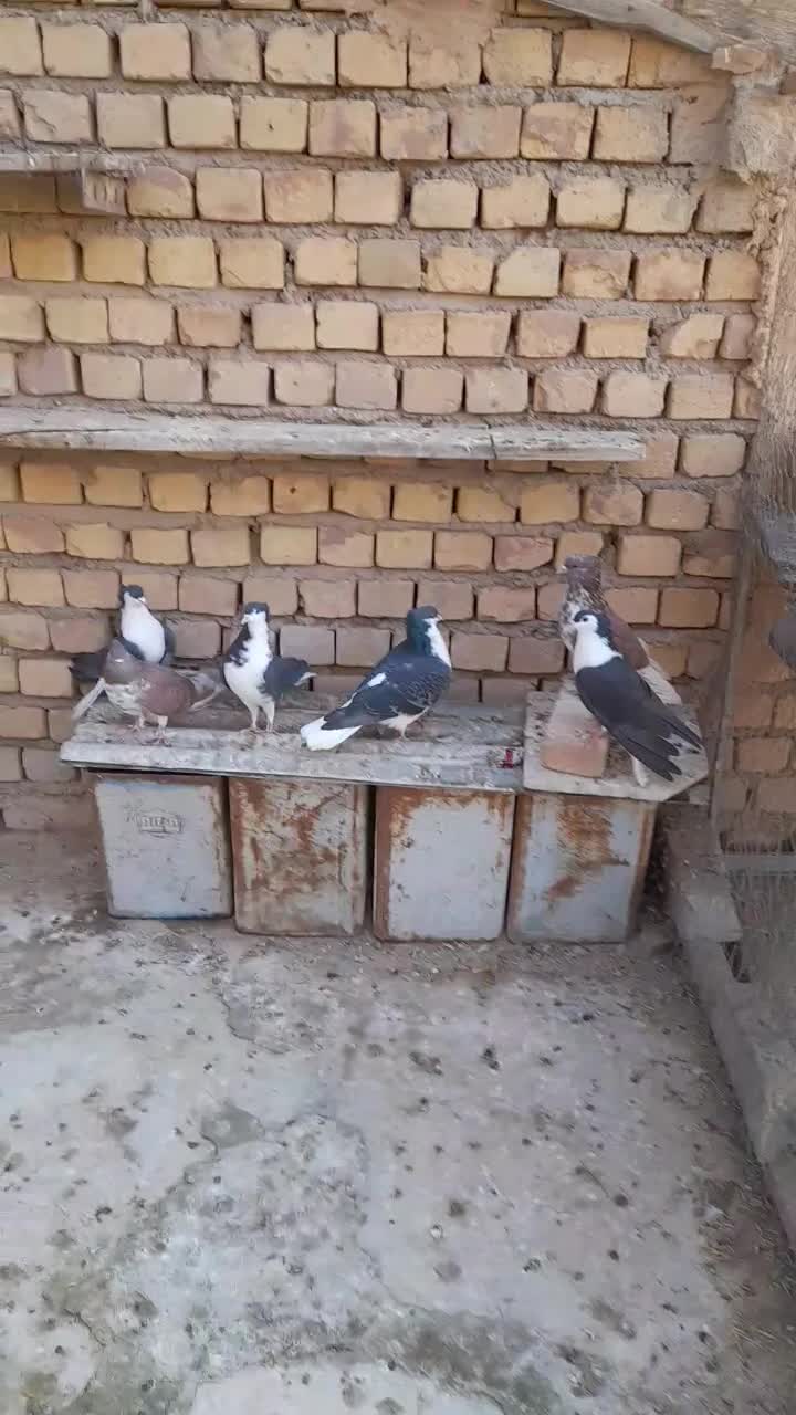 کبوتردمگیرگلین.. سیاپشت|پرنده|حبیب آباد, |دیوار