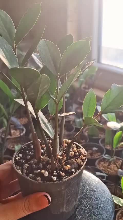 زاموفیلیا|گل و گیاه طبیعی|شیروان (خراسان), |دیوار