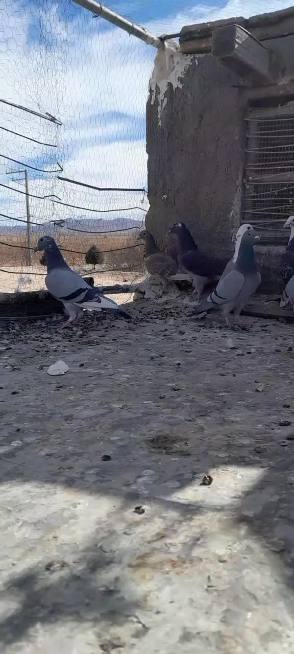 کبوتر پرشی|پرنده|قائن, |دیوار