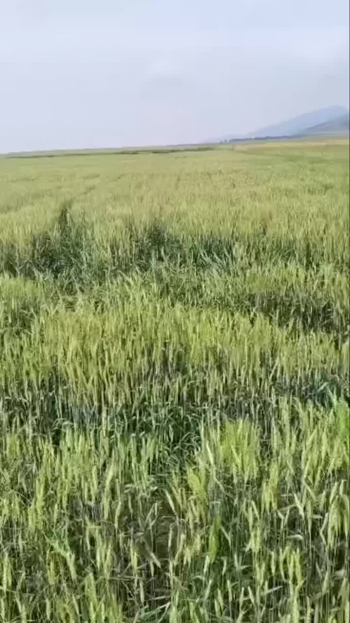+مجموعه ی ۷هکتاری دو منظوره با امتیازات عالی+|فروش زمین و ملک کلنگی|گنبد کاووس, |دیوار