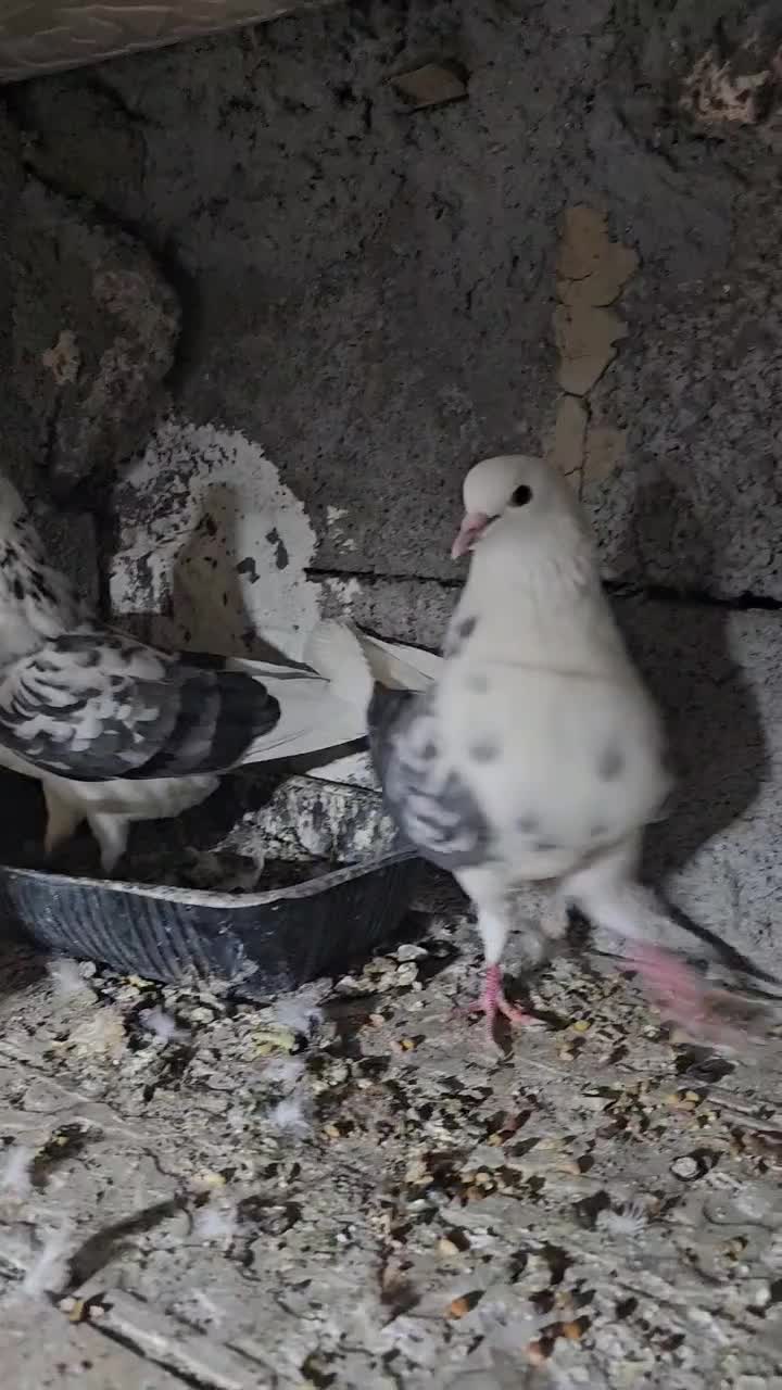 کبوتر|پرنده|تخت, |دیوار