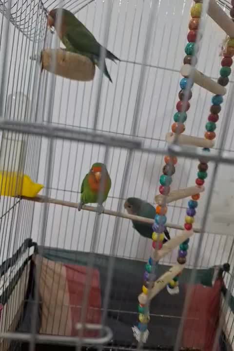 طوطی بزریلی|پرنده|پاکدشت, پاکدشت (مامازند)|دیوار