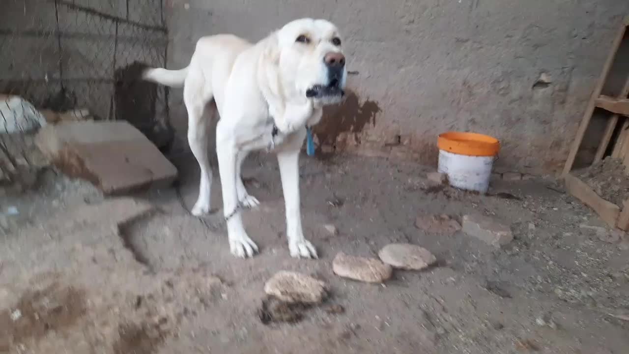 سگ خراسانی|سگ|رفسنجان, |دیوار