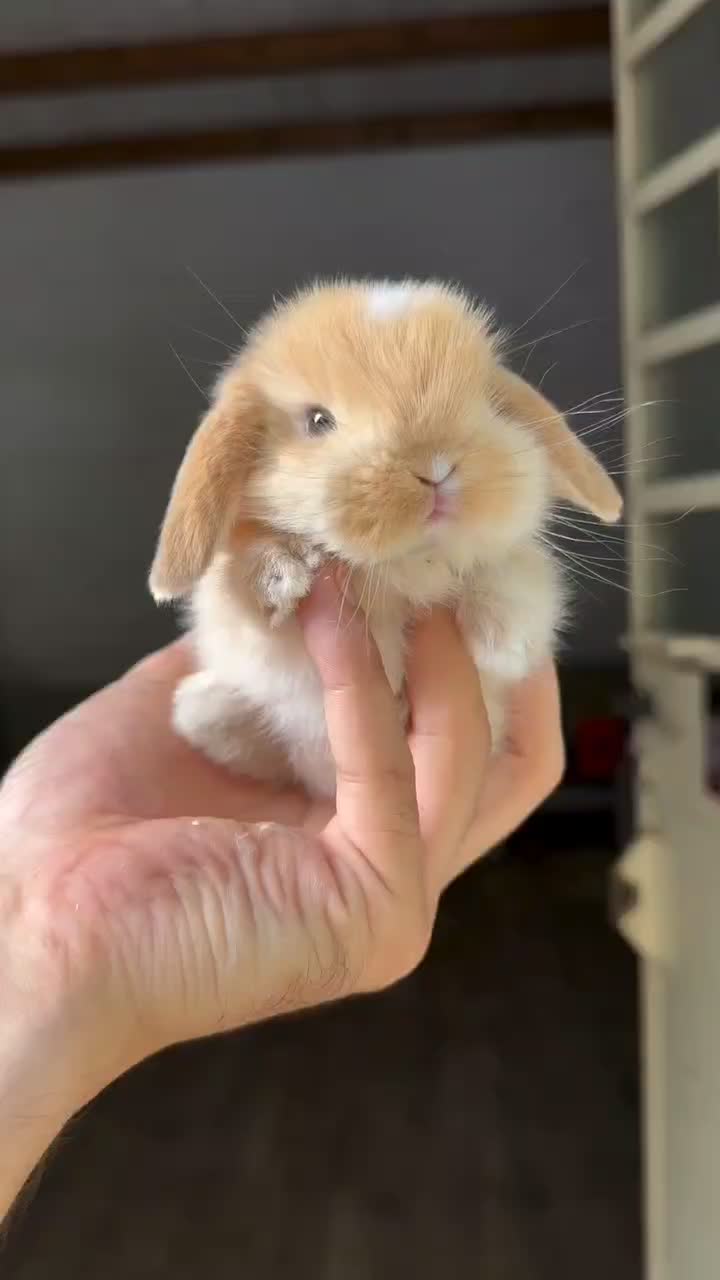 خرگوش ایتالیایی عروسکی|موش و خرگوش|اهواز, گلستان|دیوار