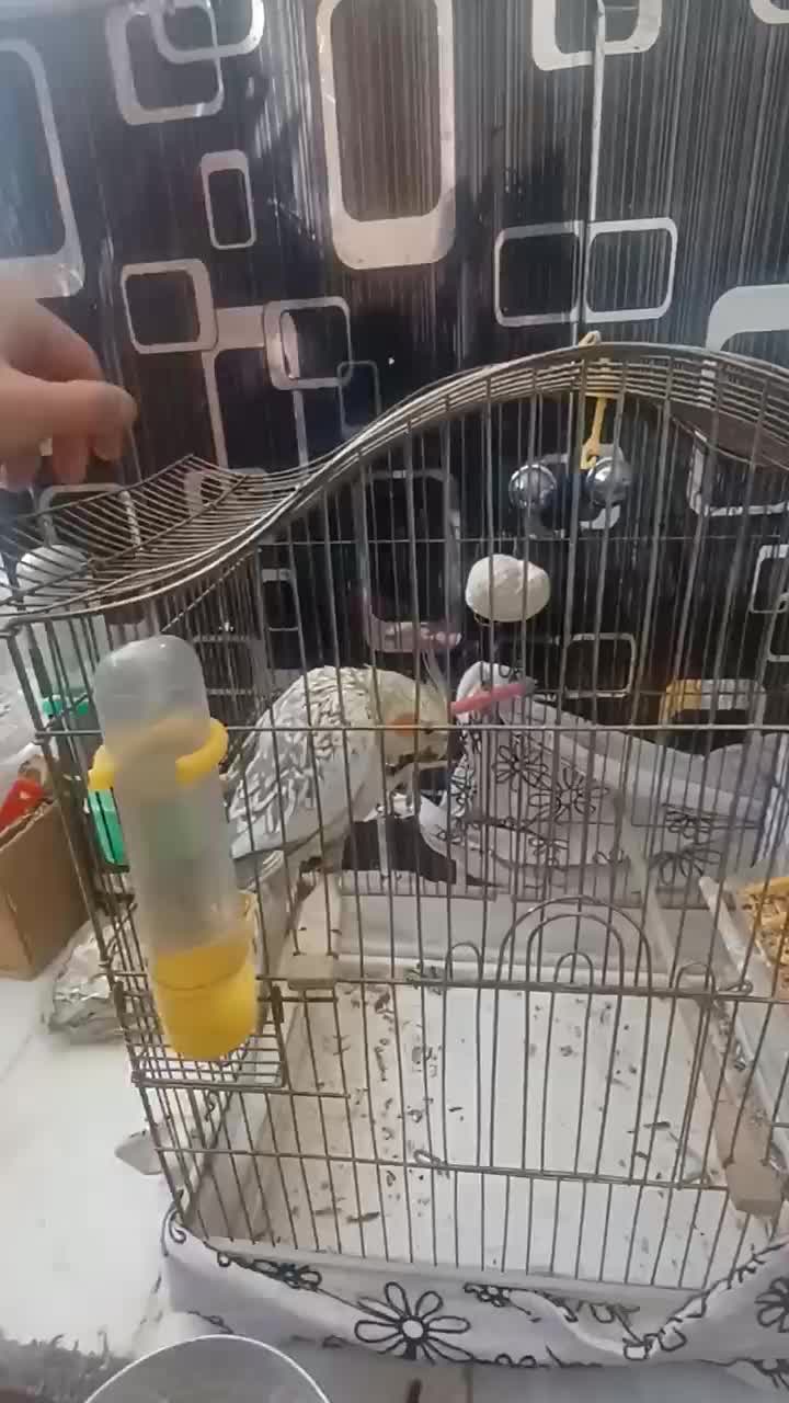 عروس هلندی|پرنده|کرمانشاه, |دیوار