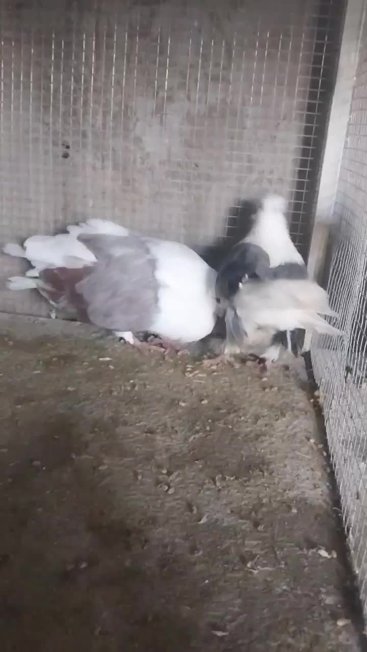 دوجفت دوکت سرو نک ریز کشیده بلند و یک جفت سرخ|پرنده|خمینیشهر, |دیوار