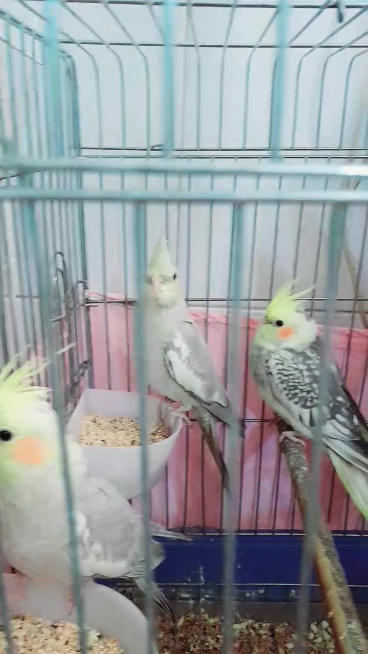 عروس هلندی|پرنده|باقرشهر, |دیوار