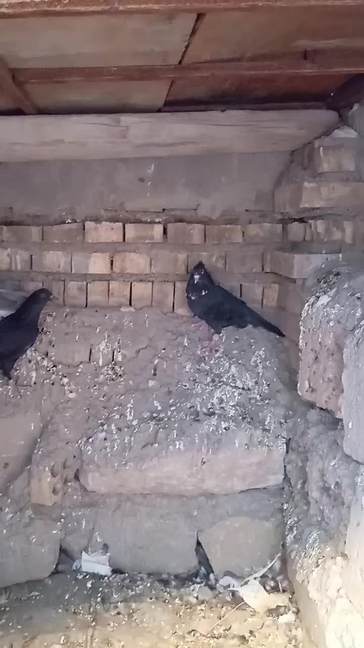 پرنده|پرنده|سوسنگرد, |دیوار