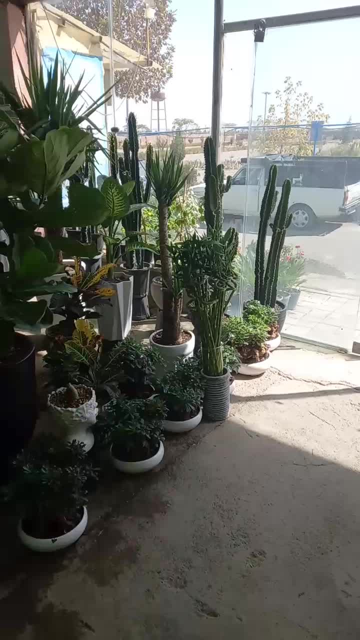 گل آپارتمانی گل خانگی وبیرونی خاک گلدان و باغچه|خدمات باغبانی و درختکاری|مشهد, دوست آباد|دیوار