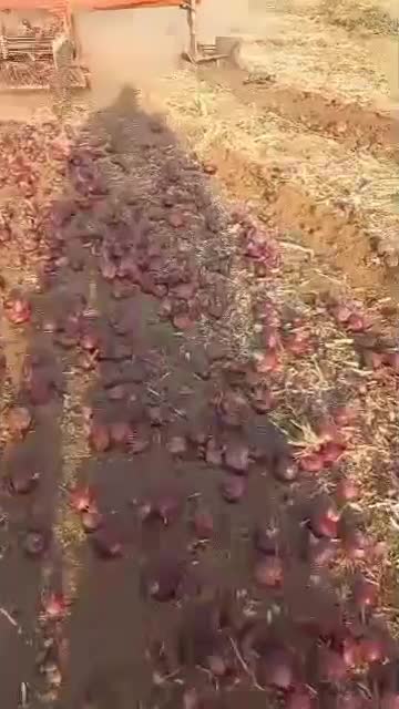 پیاز|خوردنی و آشامیدنی|کرمانشاه, |دیوار