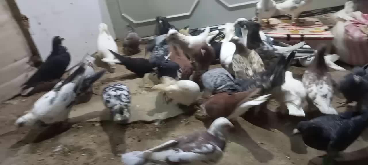 کفتر بوم|پرنده|مشهد, ملک‌آباد|دیوار