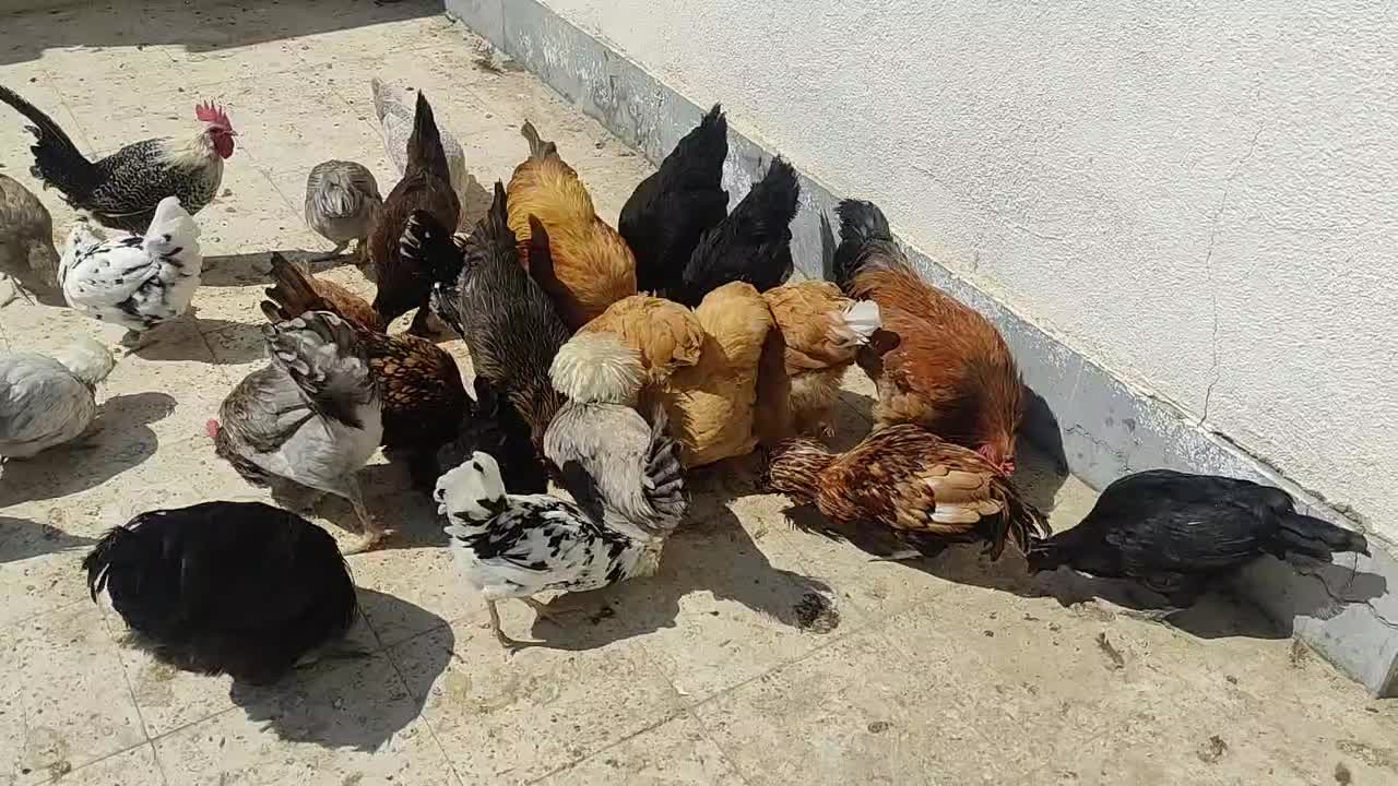 فروش انواع نژادهای زینتی مرغ و خروس|حیوانات مزرعه|فراشبند, |دیوار