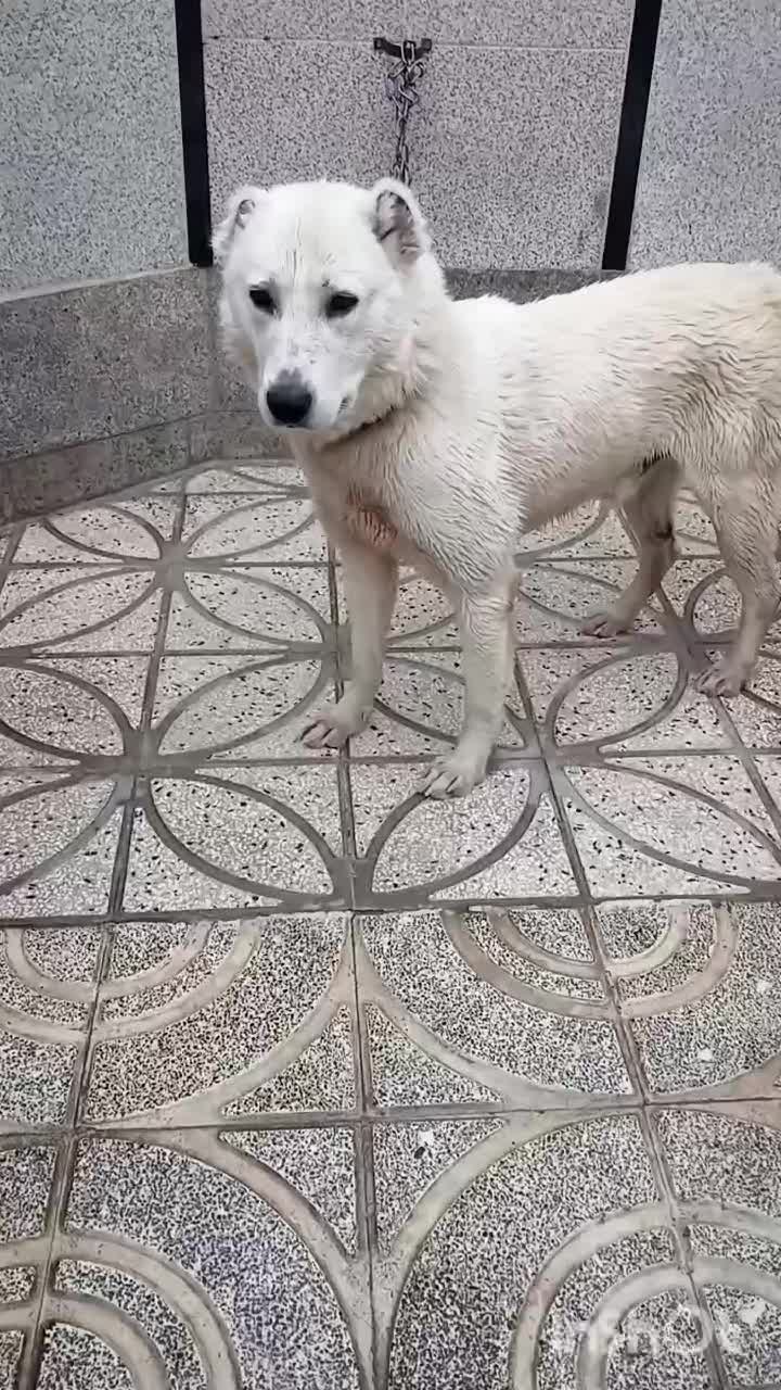 سگ آلابای|سگ|تهران, تهرانسر غربی|دیوار