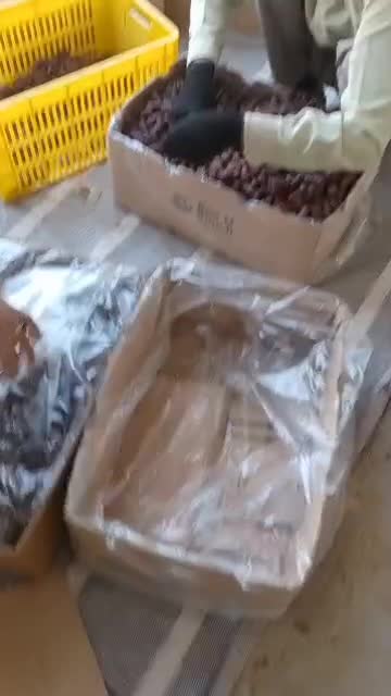 خرما پیارم صادراتی سوپر لوکس و درجه یک حاجی اباد|خوردنی و آشامیدنی|تهران, امانیه|دیوار