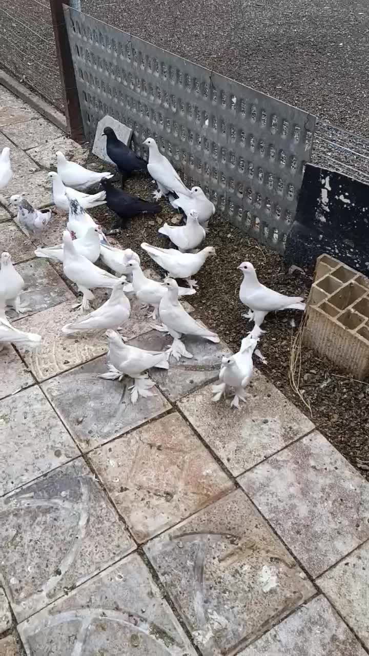 کبوتر لوطی ۲۹عدد همش یک لونه|پرنده|خسروشاه, |دیوار