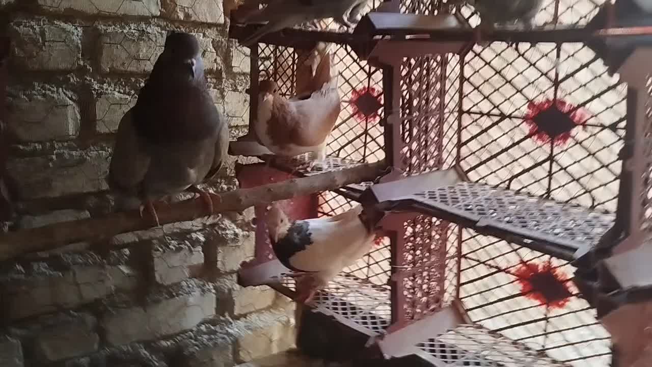 کفتر تهرانی پرشی و رنگی|پرنده|اندیشه, اندیشه فاز ۱|دیوار