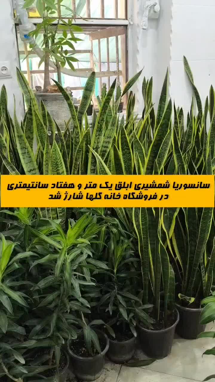 سانسوریا شمشیری ابلق در بندرعباس|گل و گیاه طبیعی|بندرعباس, |دیوار