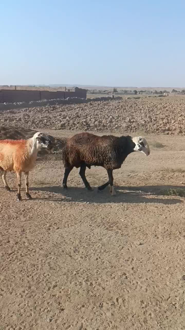 دو راس|حیوانات مزرعه|رشتخوار, |دیوار