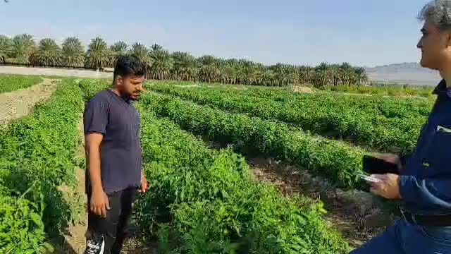 فروش کود جلبک دریایی الگالند|عمدهفروشی|بندرعباس, |دیوار