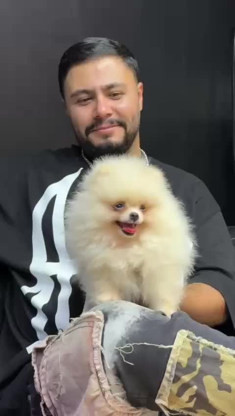 پوودل ، شیتزو‌|سگ|رشت, استادسرا|دیوار