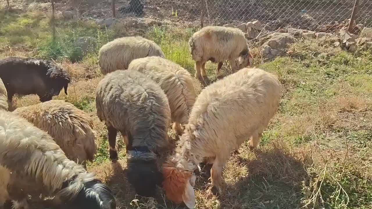 فروش گوسفند مولد بختیاری نر و ماده آبستن|حیوانات مزرعه|اردل, |دیوار