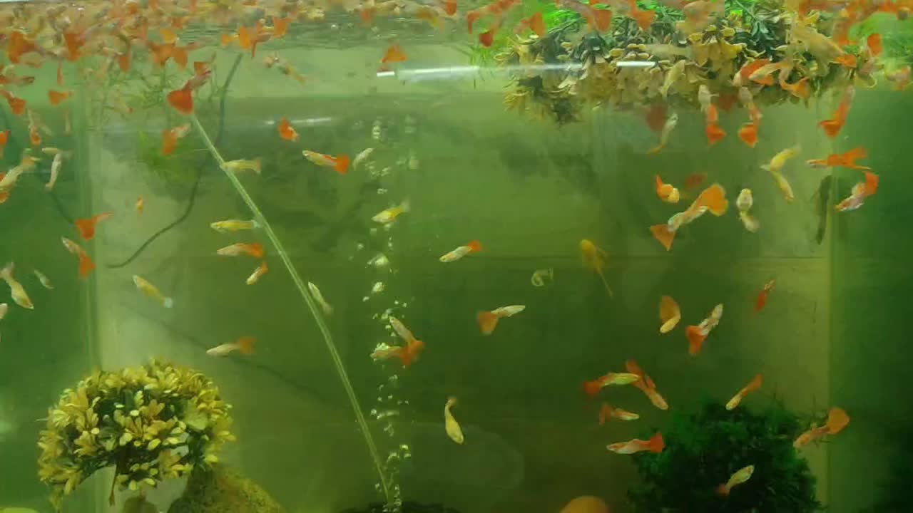 گوپی مولی دمشمشیری پرت پلار|ماهی|پاکدشت, پاکدشت (مامازند)|دیوار