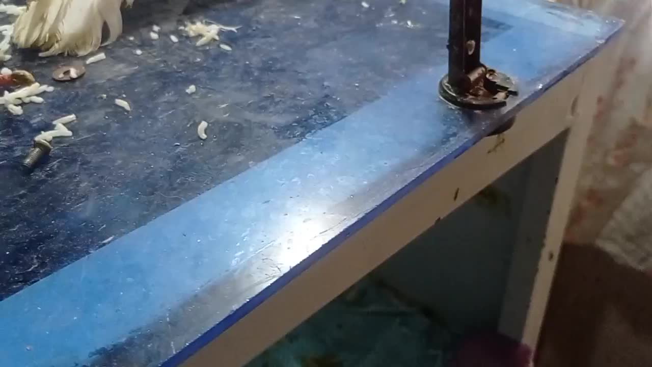 کبوتر|پرنده|دوگنبدان, |دیوار