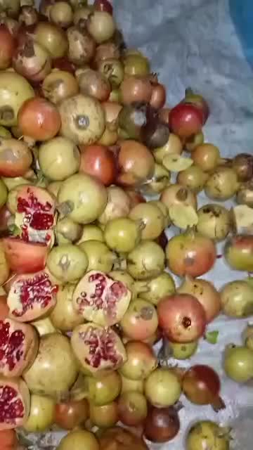 انار ترش زاغمرز|خوردنی و آشامیدنی|بهشهر, |دیوار