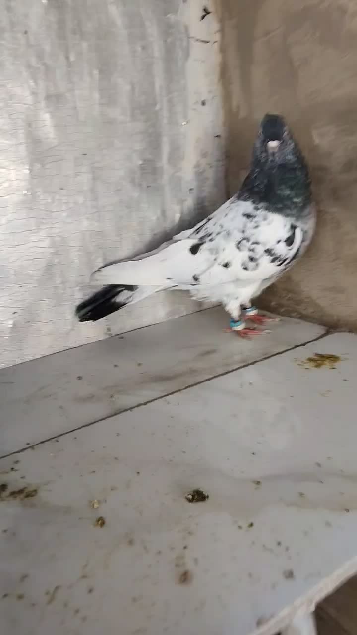 کبوتر کله سیاه|پرنده|گنبد کاووس, |دیوار