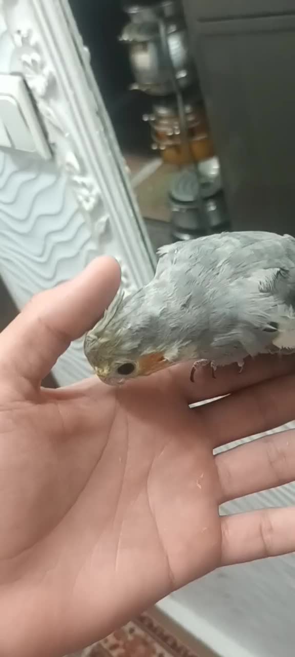 عروس جوان دستی|پرنده|ری, جوانمرد قصاب|دیوار