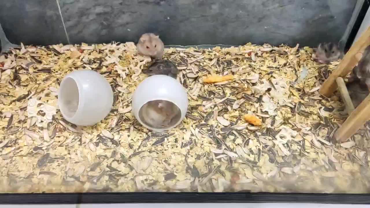 بچه همستر|موش و خرگوش|ساوه, |دیوار