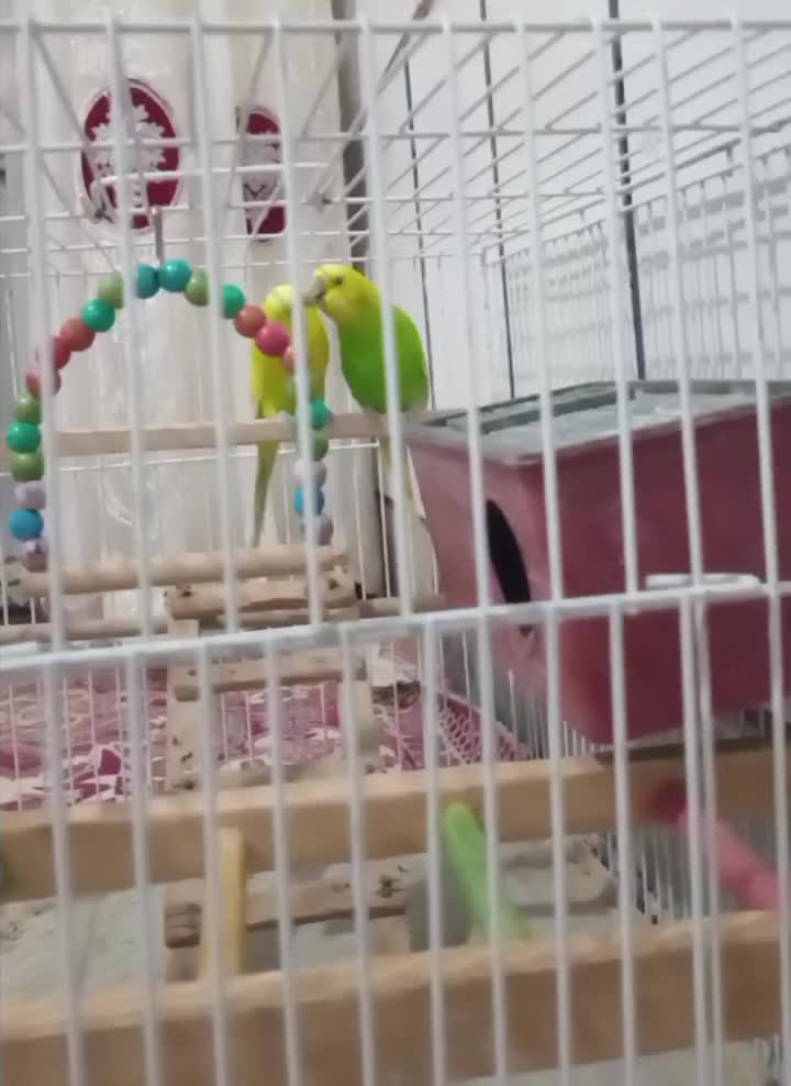 مرغ عشق|پرنده|خانمیرزا, |دیوار