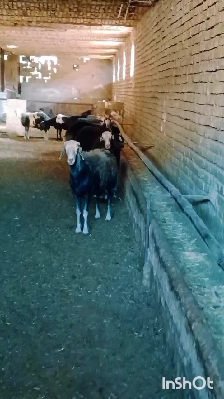 گوسفند میش و بره قوچ قره قزل افشار|حیوانات مزرعه|قلقل رود, |دیوار