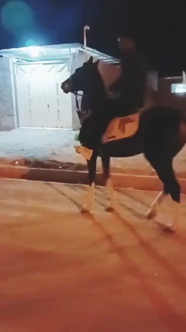 اسب درهشور|اسب و تجهیزات اسب‌سواری|بوشهر, |دیوار