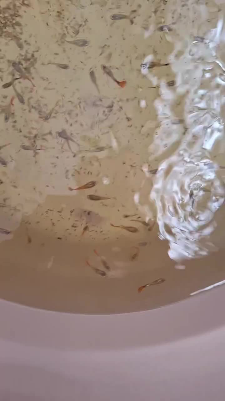 بچه ماهی گوپی دامبو ردبیگل.|ماهی|اصفهان, خیادان|دیوار