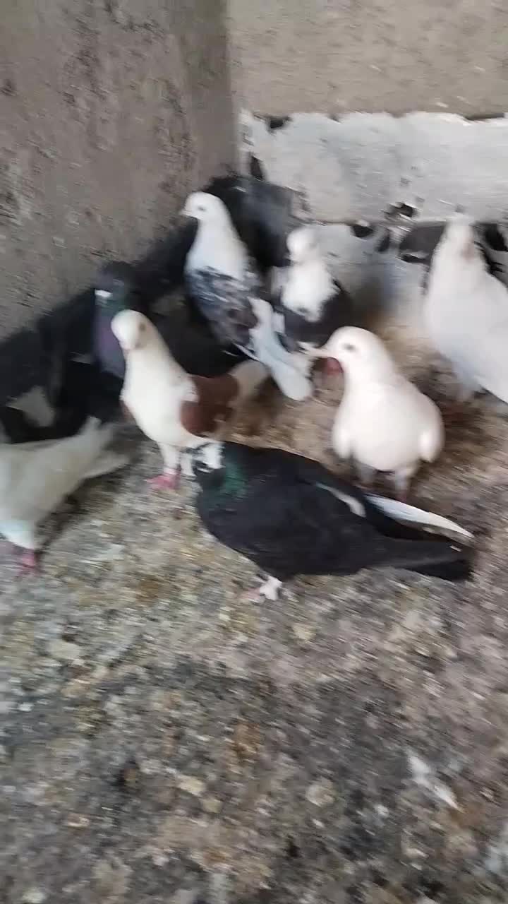 کبوتر پرشی ساعت سنگین|پرنده|رباطکریم, منجیل آباد|دیوار